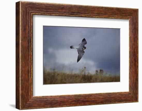 Peregrine Falcon in Flight-W^ Perry Conway-Framed Photographic Print