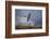 Peregrine Falcon in Flight-W^ Perry Conway-Framed Photographic Print