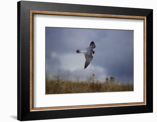 Peregrine Falcon in Flight-W^ Perry Conway-Framed Photographic Print