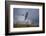 Peregrine Falcon in Flight-W^ Perry Conway-Framed Photographic Print