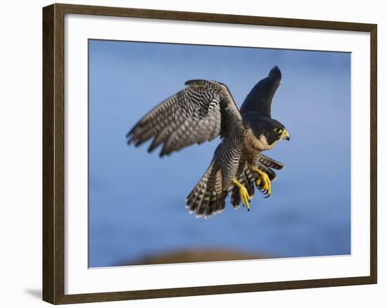 Peregrine Falcon in Flight-W^ Perry Conway-Framed Photographic Print