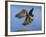 Peregrine Falcon in Flight-W^ Perry Conway-Framed Photographic Print