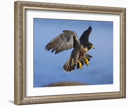 Peregrine Falcon in Flight-W^ Perry Conway-Framed Photographic Print