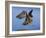 Peregrine Falcon in Flight-W^ Perry Conway-Framed Photographic Print