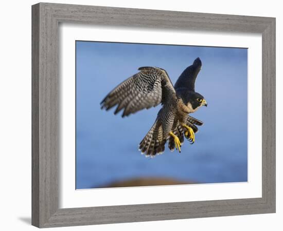 Peregrine Falcon in Flight-W^ Perry Conway-Framed Photographic Print