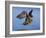 Peregrine Falcon in Flight-W^ Perry Conway-Framed Photographic Print