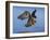 Peregrine Falcon in Flight-W^ Perry Conway-Framed Photographic Print