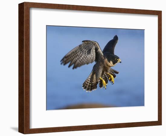 Peregrine Falcon in Flight-W^ Perry Conway-Framed Photographic Print