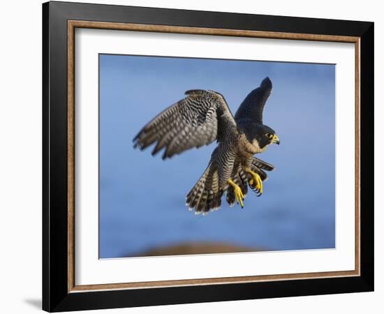 Peregrine Falcon in Flight-W^ Perry Conway-Framed Photographic Print