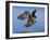 Peregrine Falcon in Flight-W^ Perry Conway-Framed Photographic Print