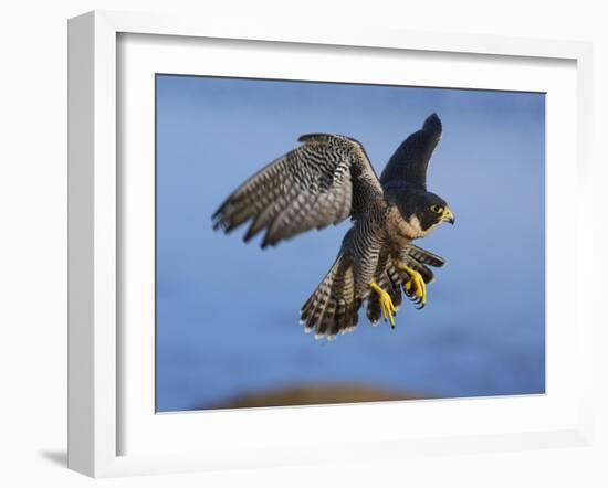 Peregrine Falcon in Flight-W^ Perry Conway-Framed Photographic Print