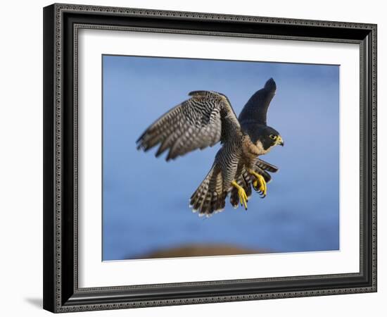 Peregrine Falcon in Flight-W^ Perry Conway-Framed Photographic Print