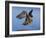 Peregrine Falcon in Flight-W^ Perry Conway-Framed Photographic Print