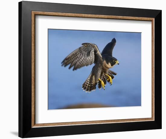 Peregrine Falcon in Flight-W^ Perry Conway-Framed Photographic Print