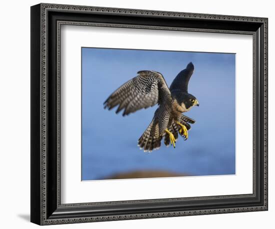 Peregrine Falcon in Flight-W^ Perry Conway-Framed Photographic Print