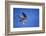 Peregrine Falcon In Flight-outdoorsman-Framed Photographic Print