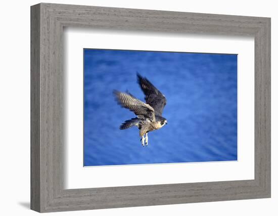 Peregrine Falcon In Flight-outdoorsman-Framed Photographic Print