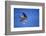 Peregrine Falcon In Flight-outdoorsman-Framed Photographic Print