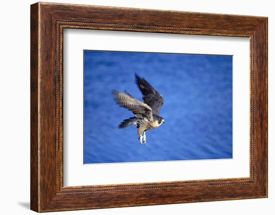 Peregrine Falcon In Flight-outdoorsman-Framed Photographic Print