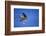 Peregrine Falcon In Flight-outdoorsman-Framed Photographic Print