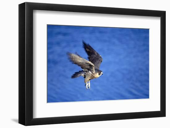 Peregrine Falcon In Flight-outdoorsman-Framed Photographic Print