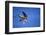 Peregrine Falcon In Flight-outdoorsman-Framed Photographic Print