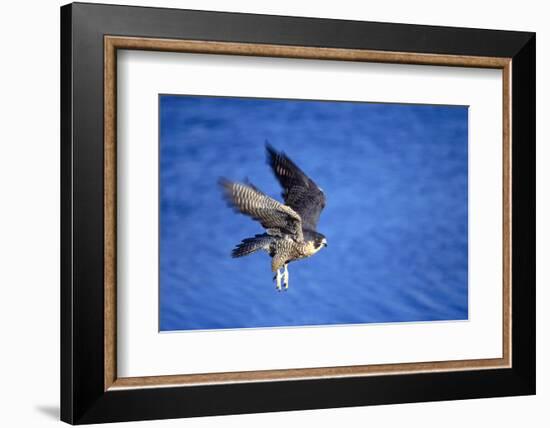 Peregrine Falcon In Flight-outdoorsman-Framed Photographic Print