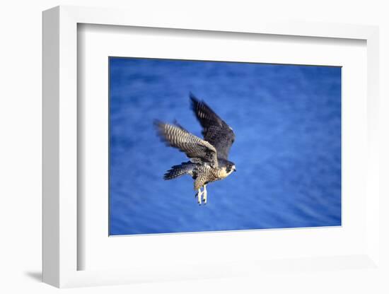Peregrine Falcon In Flight-outdoorsman-Framed Photographic Print