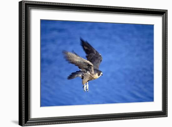 Peregrine Falcon In Flight-outdoorsman-Framed Photographic Print