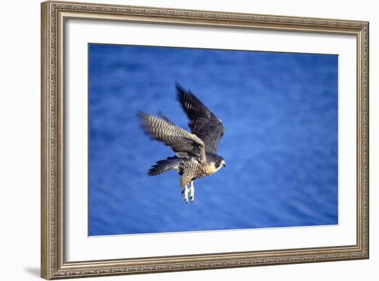 Peregrine Falcon In Flight-outdoorsman-Framed Photographic Print