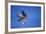 Peregrine Falcon In Flight-outdoorsman-Framed Photographic Print