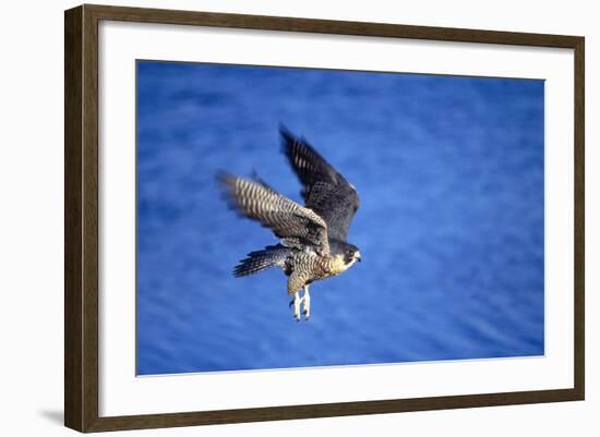 Peregrine Falcon In Flight-outdoorsman-Framed Photographic Print