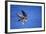 Peregrine Falcon In Flight-outdoorsman-Framed Photographic Print