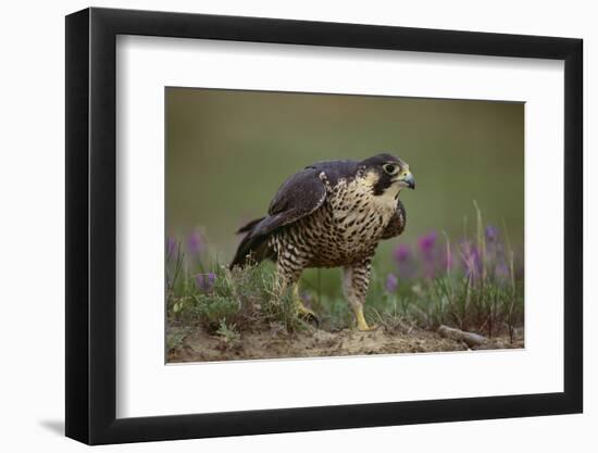 Peregrine Falcon in Grass-DLILLC-Framed Photographic Print