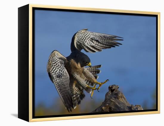 Peregrine Falcon Landing-W^ Perry Conway-Framed Premier Image Canvas