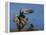 Peregrine Falcon Landing-W^ Perry Conway-Framed Premier Image Canvas