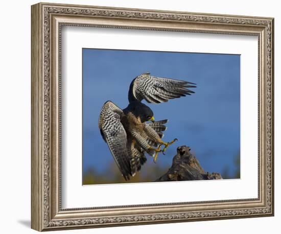 Peregrine Falcon Landing-W^ Perry Conway-Framed Photographic Print