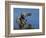 Peregrine Falcon Landing-W^ Perry Conway-Framed Photographic Print