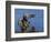 Peregrine Falcon Landing-W^ Perry Conway-Framed Photographic Print