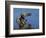 Peregrine Falcon Landing-W^ Perry Conway-Framed Photographic Print