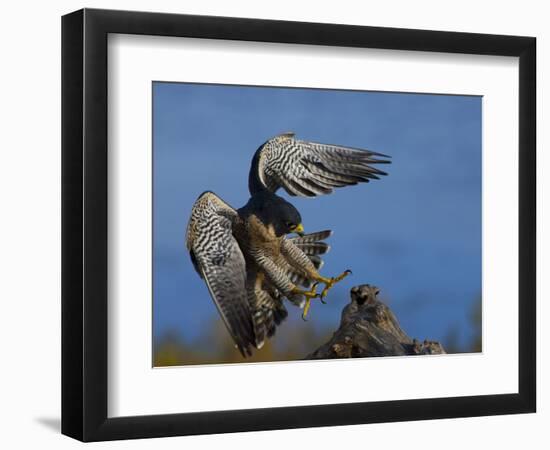 Peregrine Falcon Landing-W^ Perry Conway-Framed Photographic Print