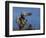 Peregrine Falcon Landing-W^ Perry Conway-Framed Photographic Print