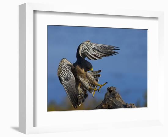 Peregrine Falcon Landing-W^ Perry Conway-Framed Photographic Print