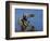 Peregrine Falcon Landing-W^ Perry Conway-Framed Photographic Print