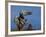 Peregrine Falcon Landing-W^ Perry Conway-Framed Photographic Print