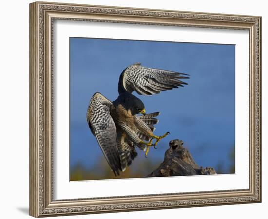 Peregrine Falcon Landing-W^ Perry Conway-Framed Photographic Print