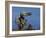 Peregrine Falcon Landing-W^ Perry Conway-Framed Photographic Print