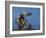 Peregrine Falcon Landing-W^ Perry Conway-Framed Photographic Print