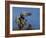 Peregrine Falcon Landing-W^ Perry Conway-Framed Photographic Print