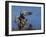 Peregrine Falcon Landing-W^ Perry Conway-Framed Photographic Print